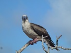 galapagos